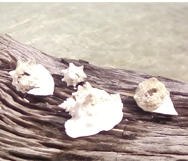 San Blas Island Seashells